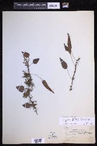 Selliguea whitfordii image