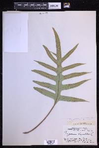 Microsorum scolopendria image