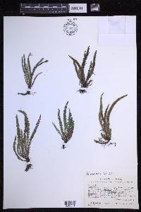 Moranopteris taenifolia image