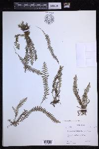 Tomophyllum subfalcatum image