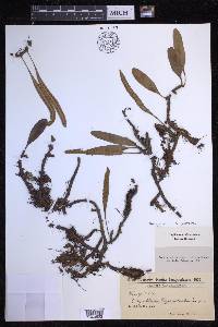 Microgramma lycopodioides image