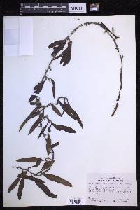 Microgramma lycopodioides image