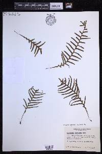 Lellingeria subsessilis image