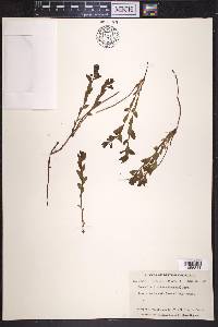 Geocaulon lividum image