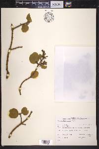 Phoradendron leucarpum subsp. tomentosum image