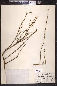 Phoradendron californicum image