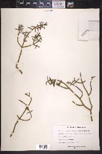 Phoradendron capitellatum image