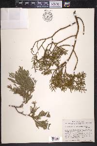 Phoradendron bolleanum image