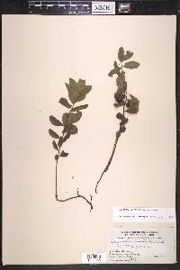 Geocaulon lividum image