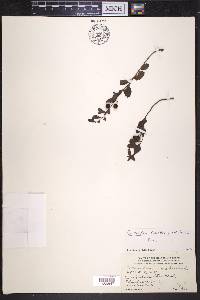Geocaulon lividum image
