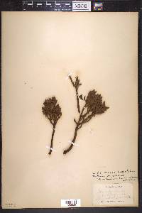 Phoradendron bolleanum image