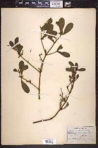 Phoradendron leucarpum subsp. leucarpum image