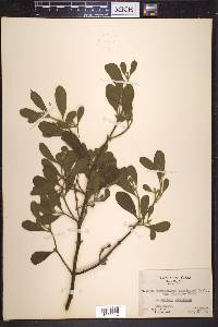 Phoradendron engelmannii image