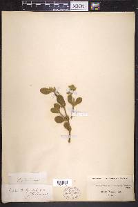 Phoradendron leucarpum subsp. leucarpum image