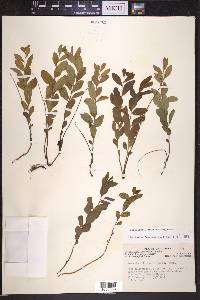 Geocaulon lividum image