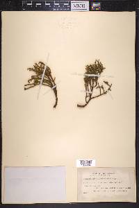 Phoradendron juniperinum image