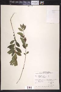 Geocaulon lividum image