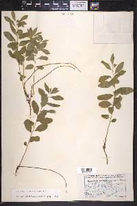 Geocaulon lividum image