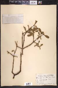 Phoradendron leucarpum subsp. leucarpum image