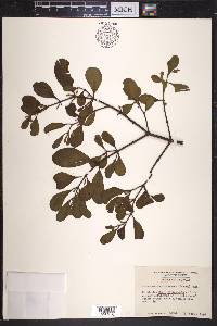 Phoradendron leucarpum subsp. leucarpum image