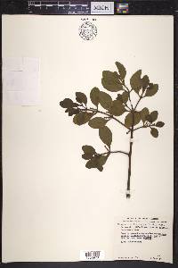 Phoradendron leucarpum subsp. leucarpum image