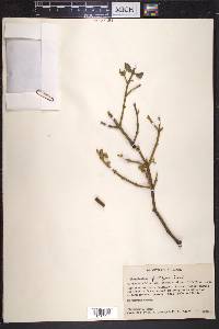 Phoradendron leucarpum subsp. tomentosum image