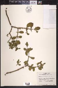 Phoradendron leucarpum subsp. tomentosum image