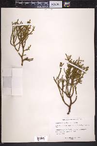 Phoradendron juniperinum image