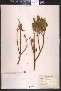 Phoradendron leucarpum subsp. tomentosum image