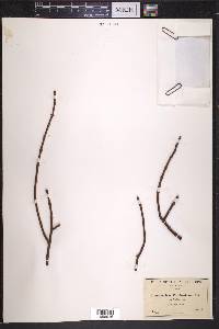 Phoradendron californicum image