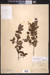 Nestronia umbellula image
