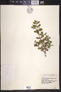 Phoradendron leucarpum subsp. tomentosum image