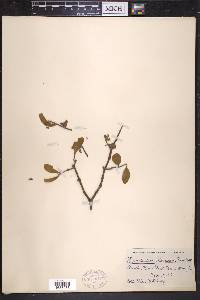 Phoradendron leucarpum subsp. leucarpum image