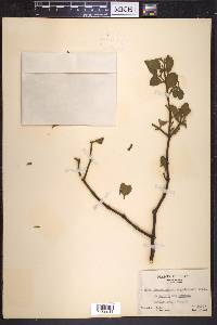 Phoradendron engelmannii image