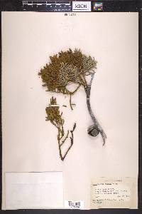 Phoradendron bolleanum image