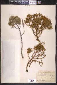 Phoradendron bolleanum image