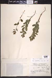 Geocaulon lividum image