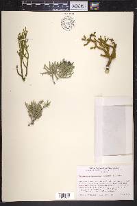 Phoradendron juniperinum image