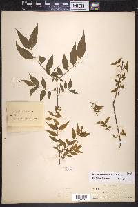 Buckleya distichophylla image
