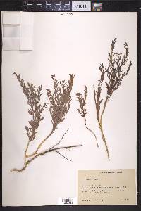 Comandra umbellata subsp. pallida image