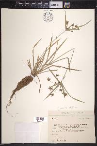Cyperus diffusus image