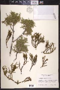 Phoradendron juniperinum image