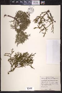 Phoradendron juniperinum image