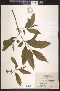 Pyrularia pubera image