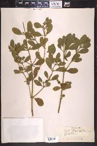 Phoradendron leucarpum subsp. macrophyllum image
