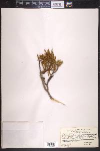 Phoradendron juniperinum image