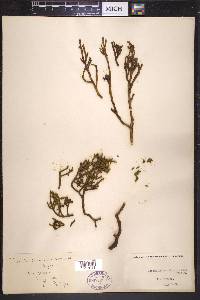 Phoradendron juniperinum image