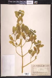 Phoradendron leucarpum subsp. macrophyllum image