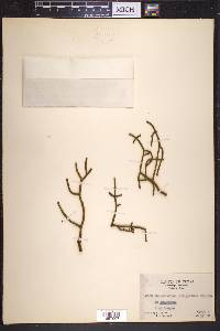 Phoradendron juniperinum image