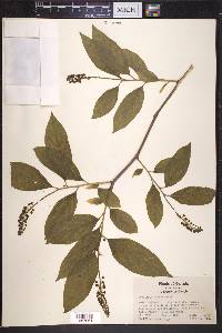 Pyrularia pubera image